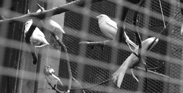 R&S Budds | Moulded Birdfeeders | Tubedrinkers | Hoppers | Bowls R&S Budds | Moulded Birdfeeders | Tubedrinkers | Hoppers | Bowls